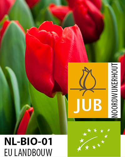 TULIPÁN BIO Escape 11/12, 100 ks